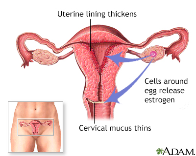 During a normal menstrual cycle, hormones stimulate the ovary, 