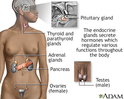 hypothalamus and pituitary gland. from the pituitary gland