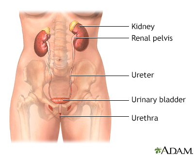 urinary tract disease liver pain