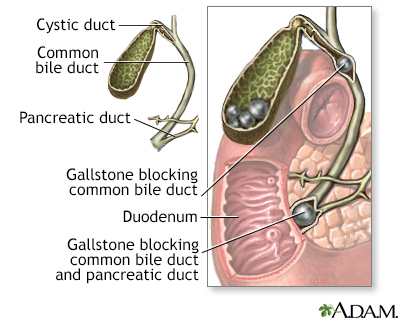 common bile duct anatomy. in the Common Bile Duct