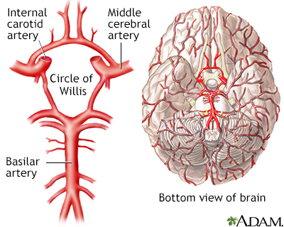 Arteries In Neck And Head. the rear of the neck.