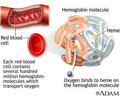 The Sickle Cell Disease Process