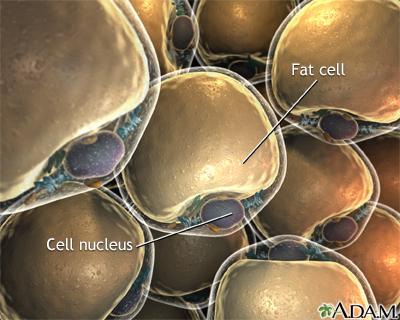Shrink Belly  on Lipocytes  Fat Cells