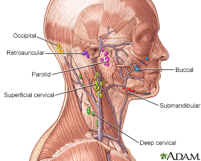 arteries in neck and head. Lymph tissue in the head and